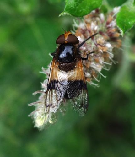 Volucella pellucens
